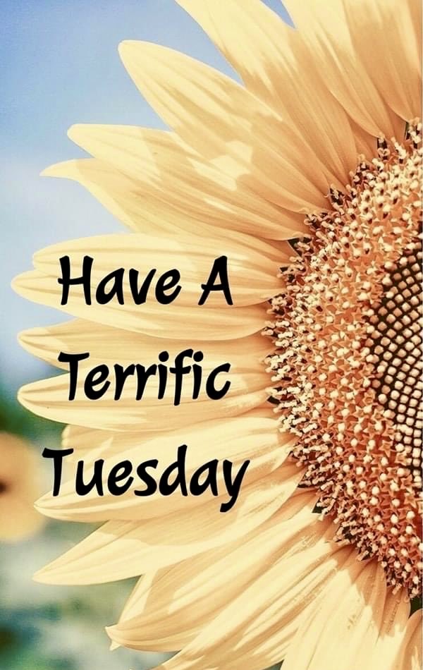 Have a Terrific Tuesday 🌻💛🌻💛🌻💛🌻💛🌻💛🌻💛 #sunflowers