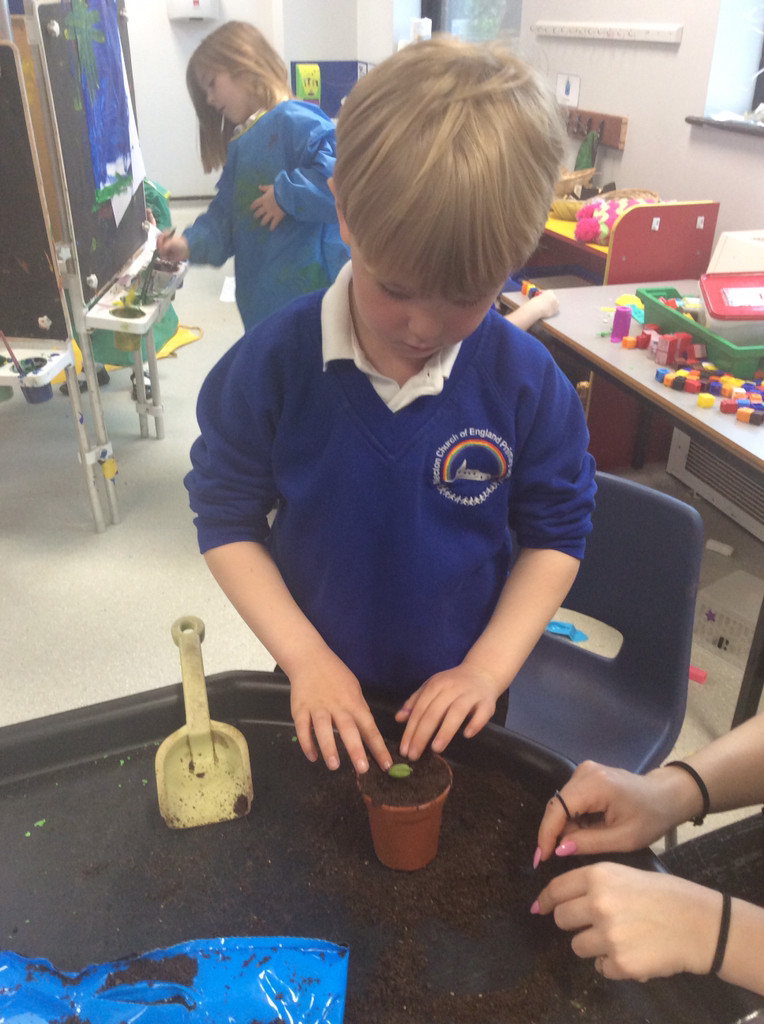 Elm class have been busy planting some beans. Already they have grown lots in just a few days! We are looking forward to watching them grow.