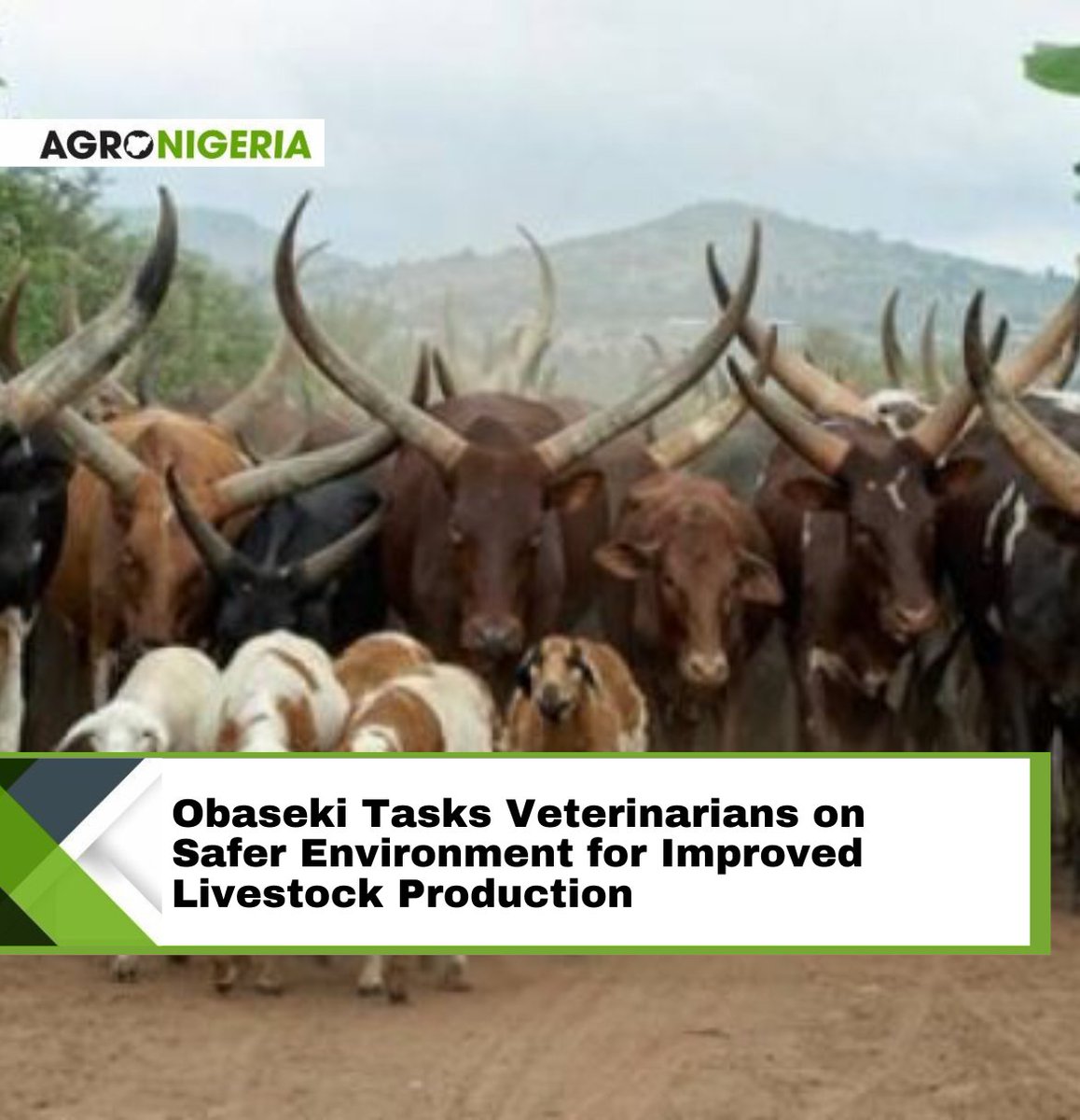 Governor Godwin Obaseki of Edo State has lauded the efforts of the state chapter of the Nigerian Veterinary Medical Association (NVMA), and tasked them on promoting a cleaner, hygienic, and safer environment for improved livestock production. Read more: agronigeria.ng/obaseki-tasks-…