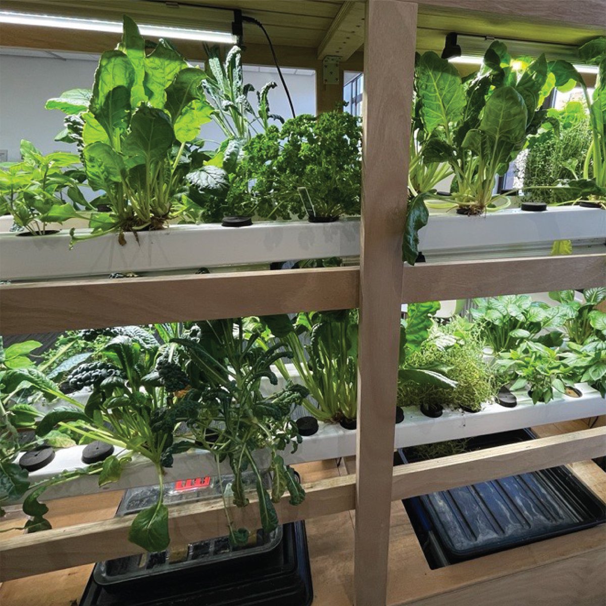 leonard_design's tweet image. This month our Leonard Grow team harvested our hydroponics vegetables and donated them to the amazing team at @KitchenSal10150, a group who are making a positive difference through providing hot meals to those in need.

#hydroponics #nottingham #havest #foodpverty @wearehimmah