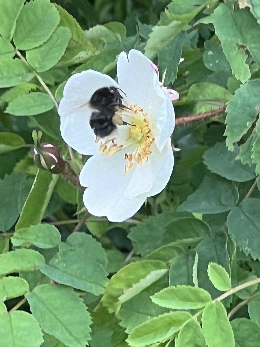 Incoming! #GardeningTwitter #GardeningX #GardenersWorld