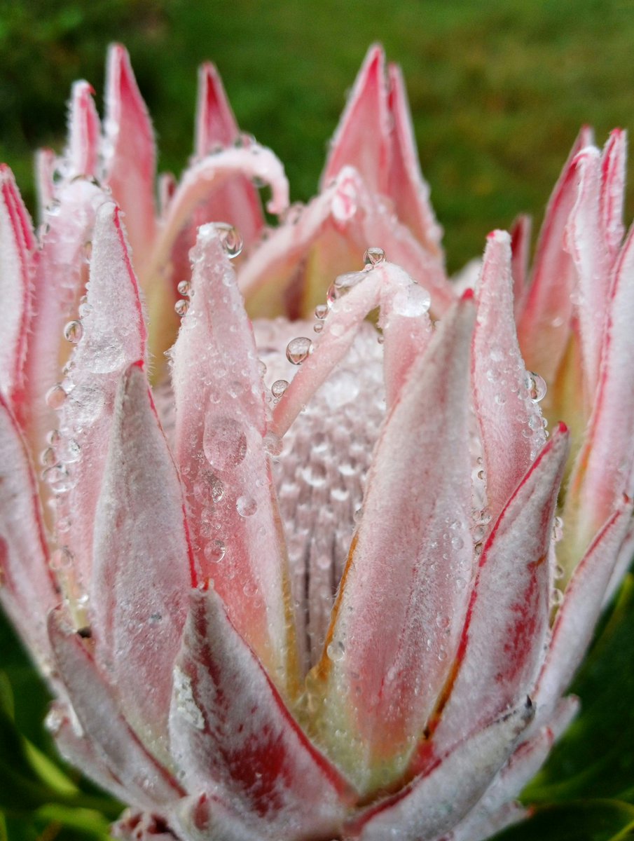 Jewels on the crown 👑 

#naturesjewels #kingprotea #flowersofsouthafrica #raindropsonflowers #wheretheskymeetstheland 

instagram.com/p/C6q-6LbtTCD/