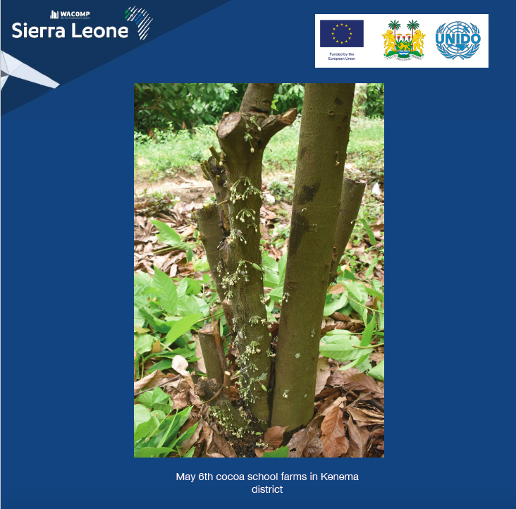 Success stories from the field! through <a href="/EUinSierraLeone/">EU in Sierra Leone</a> funded #WACOMP_SL🇸🇱<a href="/UNIDO/">UNIDO</a> #cocoa #farmers who successfully implemented the pruning training are now seeing results in the form of many flowers, which become #cocoa #pods on their trees #increasing their yield.