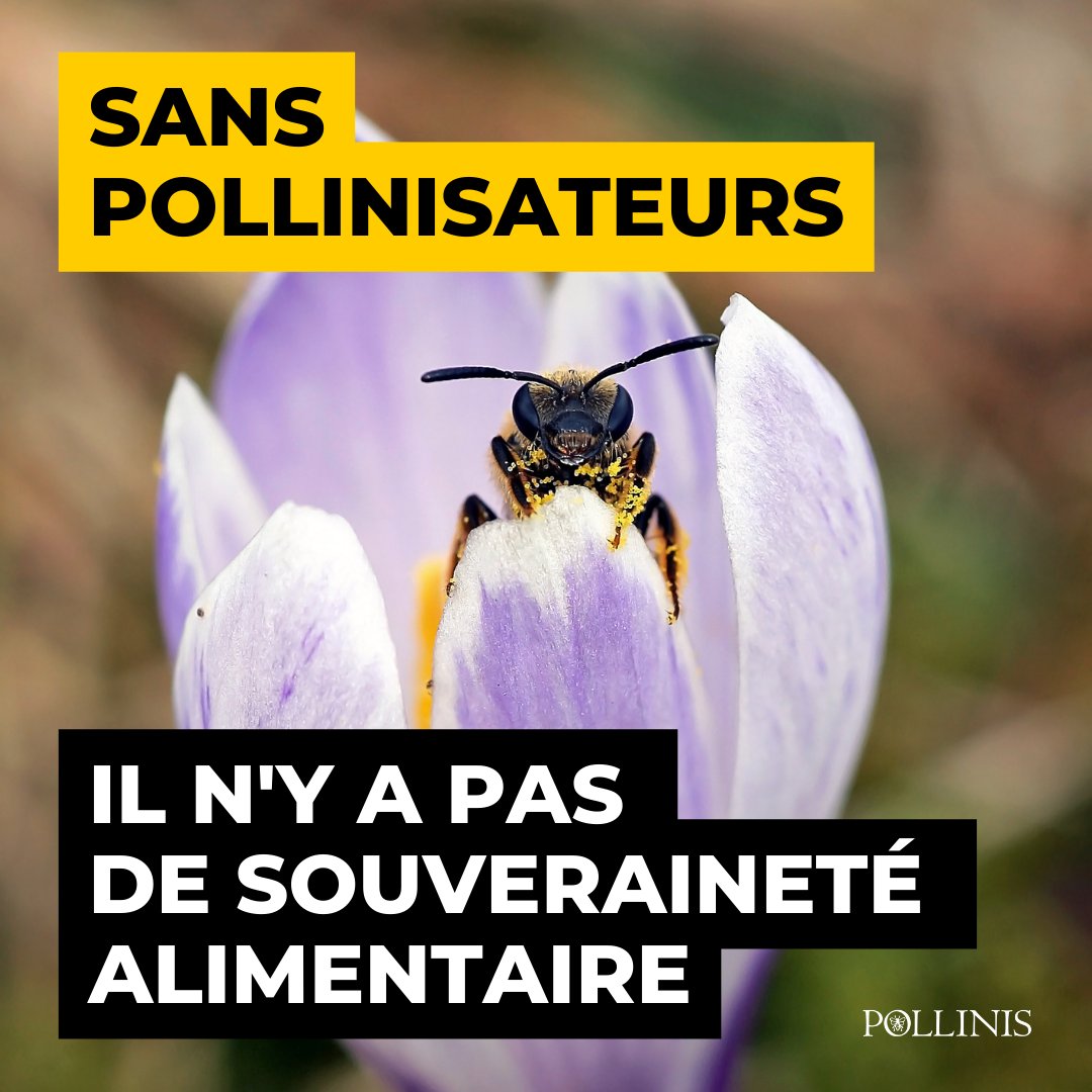 ⁠Nécessaires à la production de presque toutes les espèces cultivées pour notre alimentation et menacés d'#extinction, les #pollinisateurs sont les garants de notre sécurité alimentaire. Il est urgent de les protéger.⁠ #StopPesticides #StopExtinction