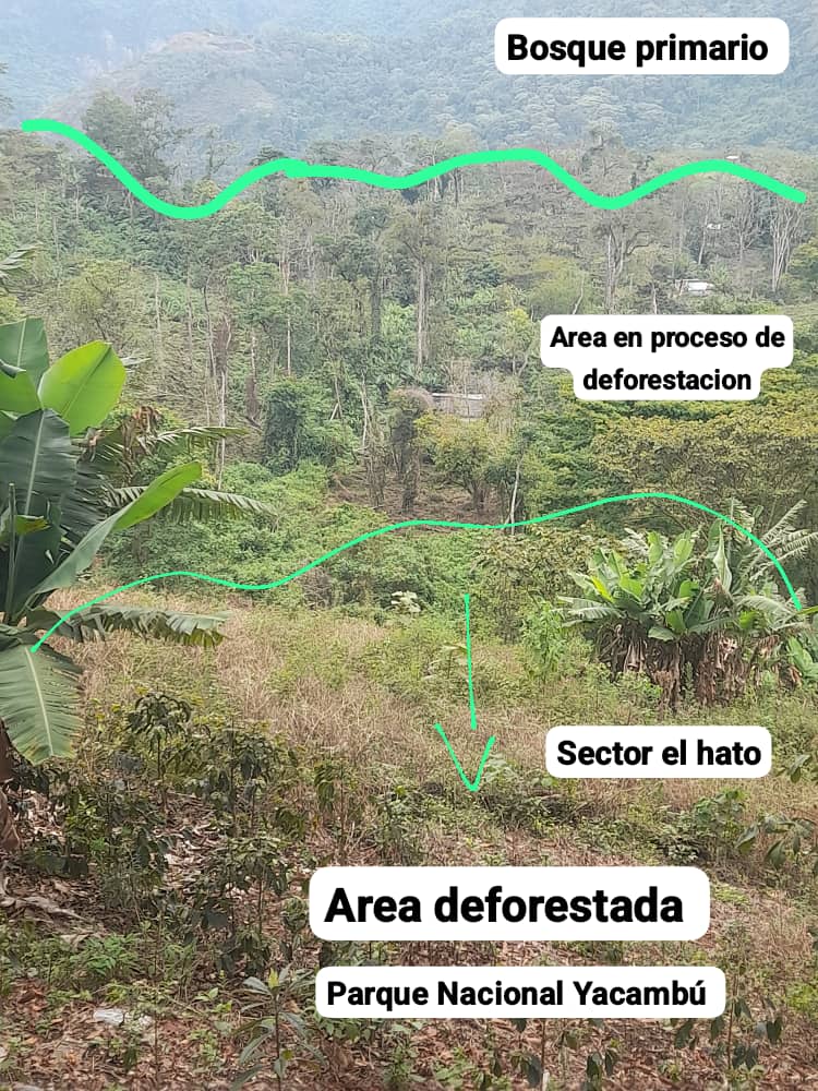 #Deforestaciones Parque Nacional Yacambú. 14.000ha destinadas a la producción de agua para los habitantes de los Edos Lara y Portuguesa, esta siendo deforestado sin la protección de los entes responsables . @MinecOficial e @Inves_IMPARQUES . Aproximadamente 15% de este bosque