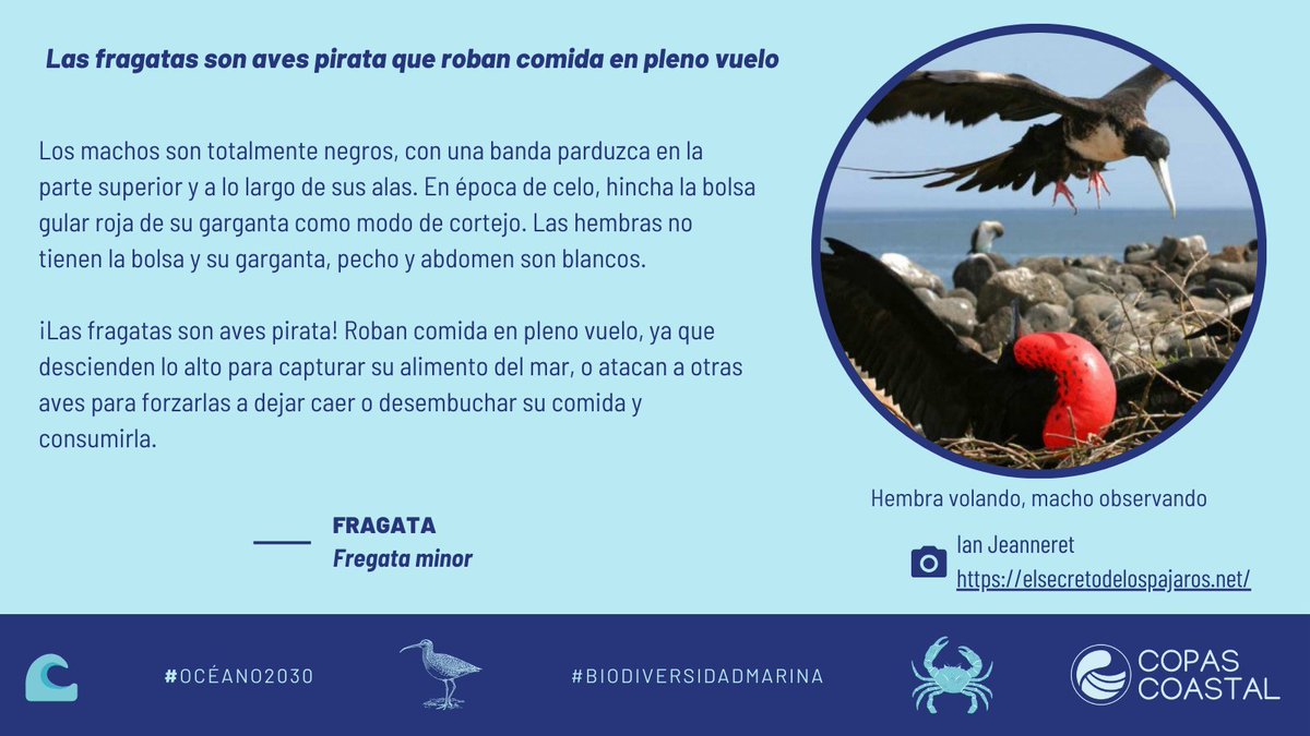 Pero, ¿sabes que es otra característica increíble de esta ave presente en Rapa Nui? 
Que, al mejor estilo de jack Sparrow, las fragatas son aves pirata🏴‍☠️ que roban comida en pleno vuelo

#BiodiversidadMarina🦀🦭🐬🐠🦑🐙🐧🦈