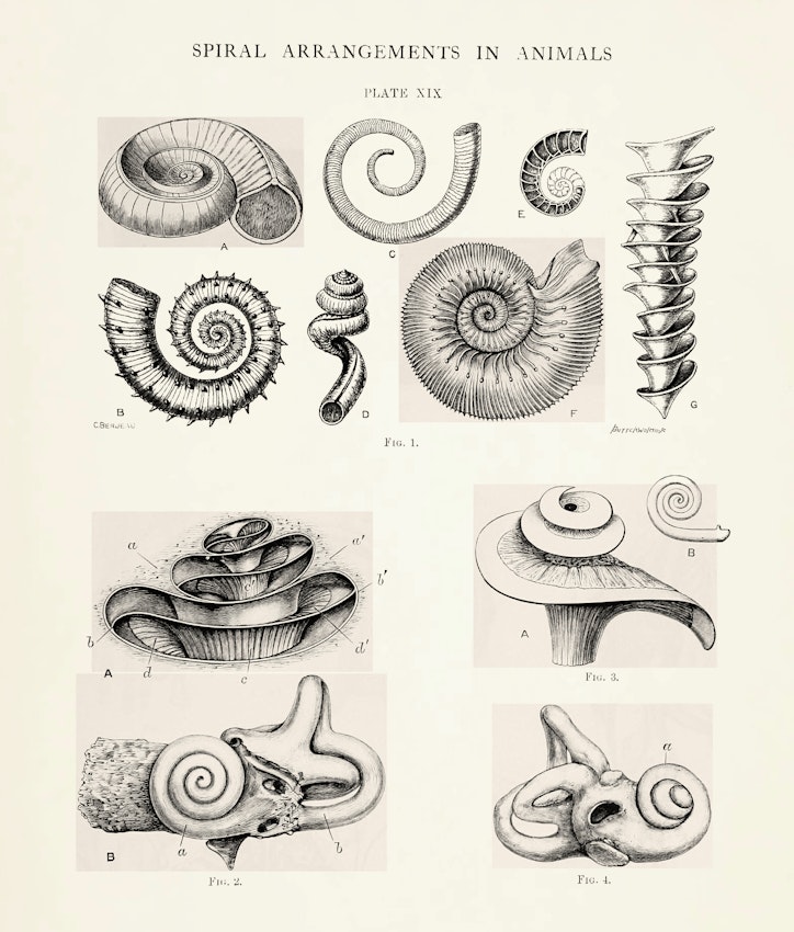 Pettigrew’s Design in Nature (1908), illustrating the resemblance between spiral shell formations and bony portions of the inner ear