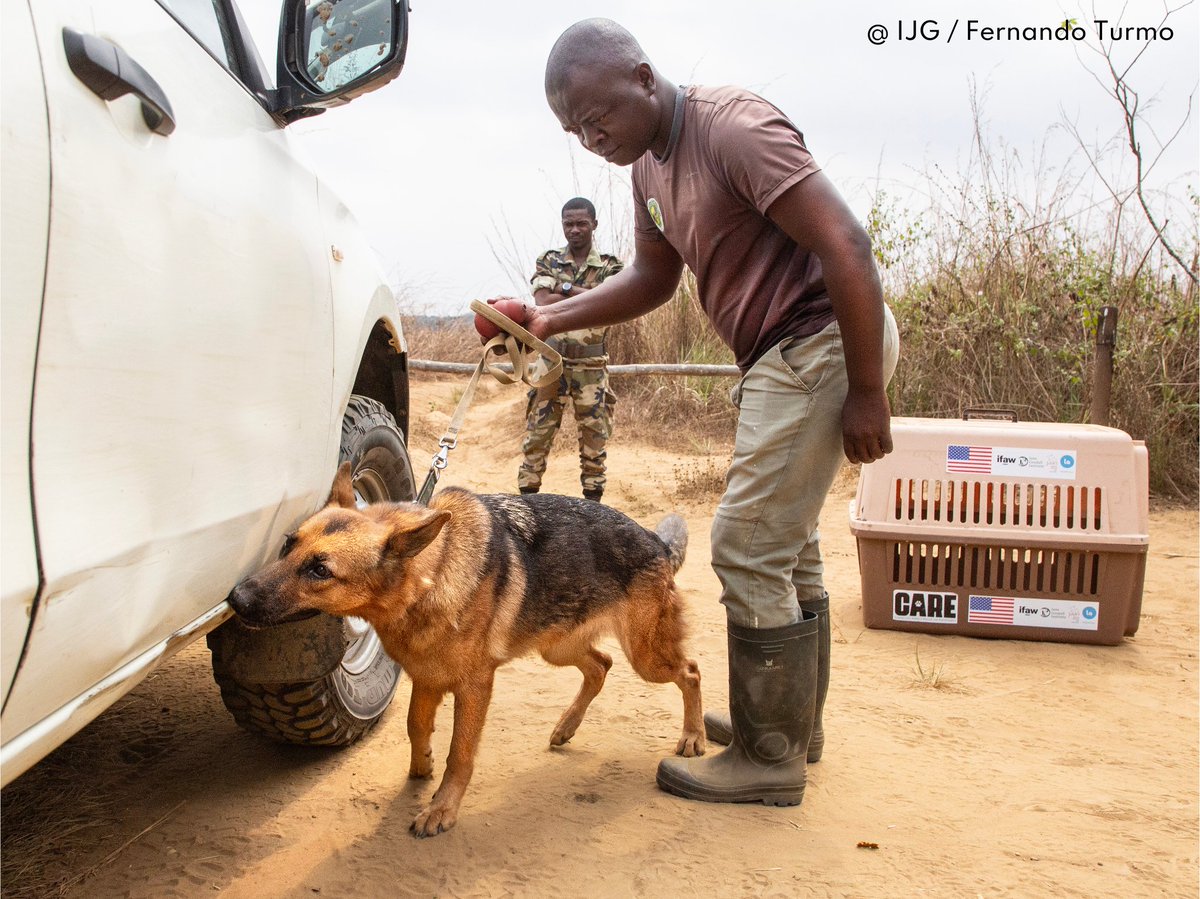 ¿Sabías que estos compañeros de cuatro patas nos están ayudando a detectar el comercio ilegal de animales salvajes en Congo? 🐶👇🏼 #InstitutoJaneGoodall #unidadcanina janegoodall.es/news/es/2024/0…