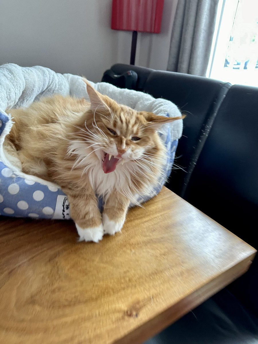 Had to tell Gizmo it’s #tongueouttuesday not go full lion and scare the living daylights out of everyone Tuesday 😹😹🦁🦁 #teamfloof #CatsOfTwitter