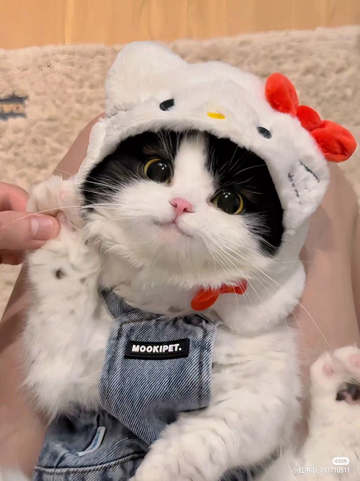 cutest cats (@cutestscats) on Twitter photo 