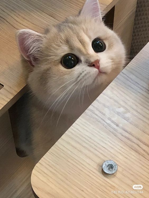 cutestscats's tweet photo. Big eye big charm overload 👀😻 https://t.co/3O2I8kDMPv
