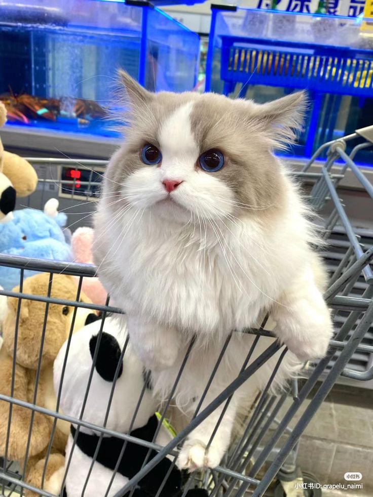 🛒😸 https://t.co/68KpRZCyfa