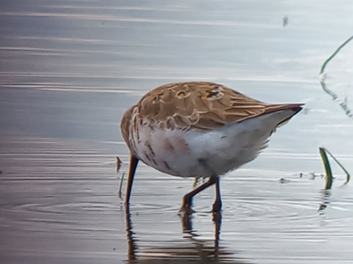 MATPEAK's tweet image. Enjoyable visit to @RSPB_Ribble #Marshside today. Good views of  a Curlew Sandpiper. Some dozing Black-tailed Godwits and a snoozing Whimbrel. Site is alive with all sorts of birds just now!