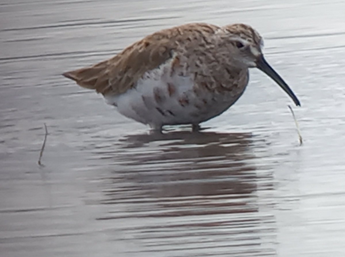 MATPEAK's tweet image. Enjoyable visit to @RSPB_Ribble #Marshside today. Good views of  a Curlew Sandpiper. Some dozing Black-tailed Godwits and a snoozing Whimbrel. Site is alive with all sorts of birds just now!