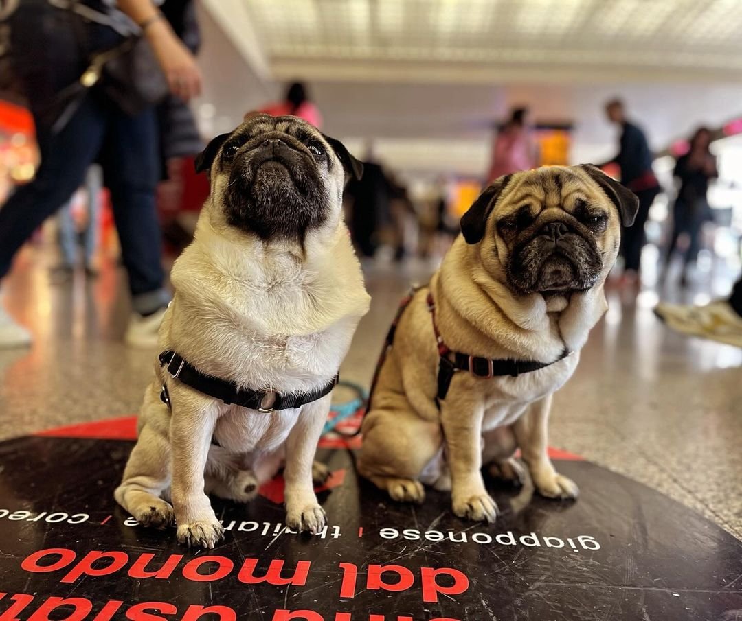 Two bachelors just landed in Italy 🇮🇹
#pug#pugdog#puglover#puglia