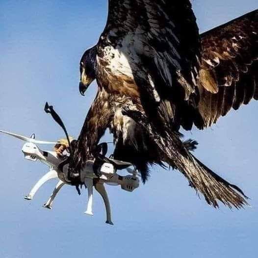 The photo of the century. Nature defeats technology. 😊