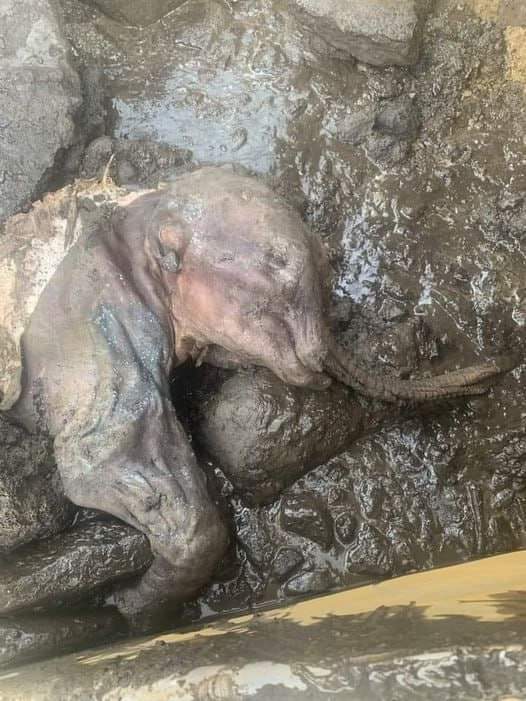 heatherdws's tweet image. A baby mammoth has just been discovered by a Yukon gold miner. It is more than 30000 years old! Preserved by permafrost ice.
#HistoryLesson