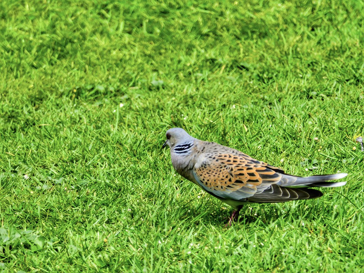 @SaveTurtleDoves @wildlifebcn @RSPBEngland Turtle Dove coming by about every 4 days, must be getting food elsewhere, I noticed his crop looked pretty full.
