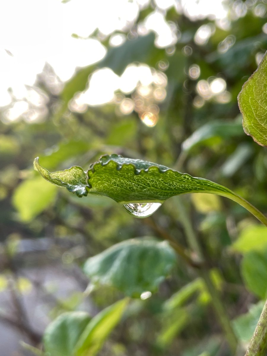 Day 374, or 128
#400daysofwalking
#200daysofwalking
#100daysofwalking
Brilliantly sunny day! Crawly things crawling - that big fella was hard to miss. Everything drying up quickly - shades today 😎