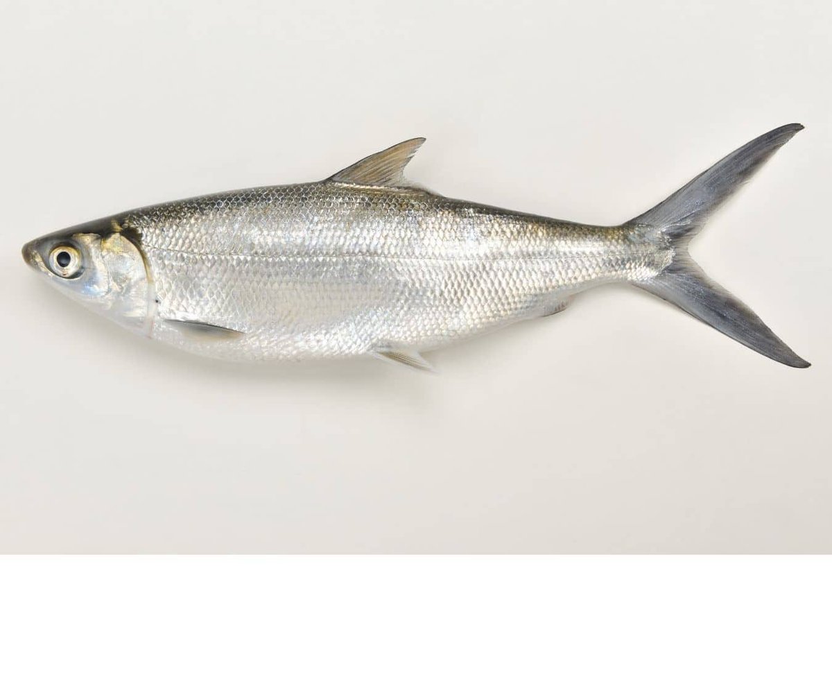 My favorite food fresh is the same as my least favorite food for leftovers: fish.