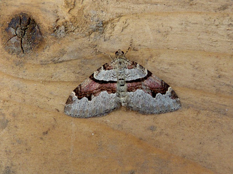 A few from the MV in Belper last night. Lesser Swallow Prominent, Pale Tussock, V-Pug and Flame Carpet @DerwentBirder @Mightychub @CliveAshton5 @DanielCMartin1 @DaNES_Insects #teammoth @SpinneyBirder