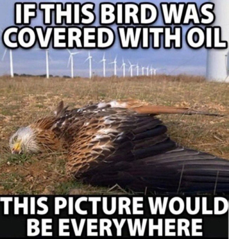 Remember this Climate Scam that they have been pushing is beyond ridiculous . They have killed so many birds including Eagles. 😢 @Pixie1z @RnkSt7 @CJSzx12 @salis333 @CoVet_81 @Ikennect @USAVet_5 @Astud987 @TwinsBus @GabiNga1 @1Gforce45 @BigQYoda1 @SirFlyzalot…