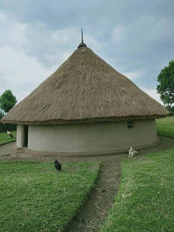 Such houses are what made the villages, in the 1980s and before

The antenna at the apex of the roof, called osuri, had some cultural significance, to the Luos

The tachtched roof isn't possible today, because the grass is unavailable. There isn't any, even for the cows to graze.
