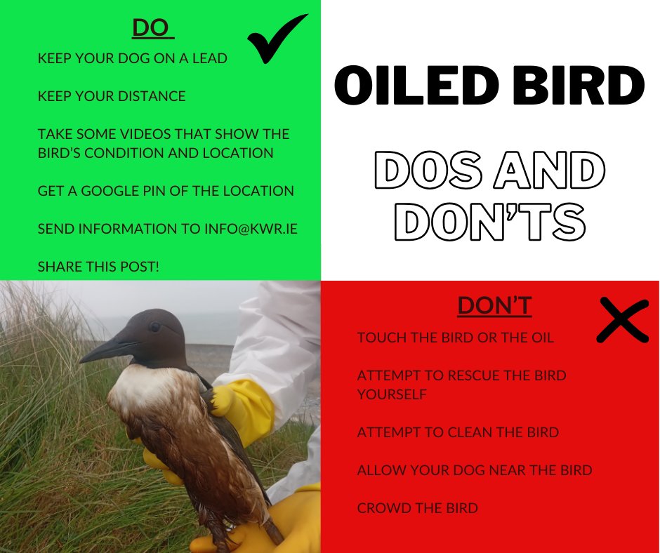 (AL) If you discover an oiled bird, we URGE you to follow the advice below. Oiled birds require specialist care and, while well-intentioned, any attempts to catch and/ or clean them might be more harmful than helpful.