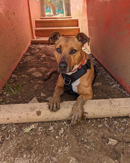 Gablesdogscats's tweet photo. Storm Eunice is just chillin'
#rescueismyfavouritebreed #rescueisbest #rescuedog #rescuedogofinstagram #rescuedogofinsta #rescuedogs #rescuedogsofinstagram #rescuedogsofinsta #dogsofinsta #dogsofinstagram #adoptme #rescueme #ineedahome #plymouth #plymouthuk #adoptdontshop 🐶 https://t.co/mj1N5vr9D7