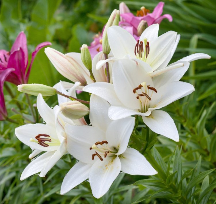 Asiatic white lily🤍