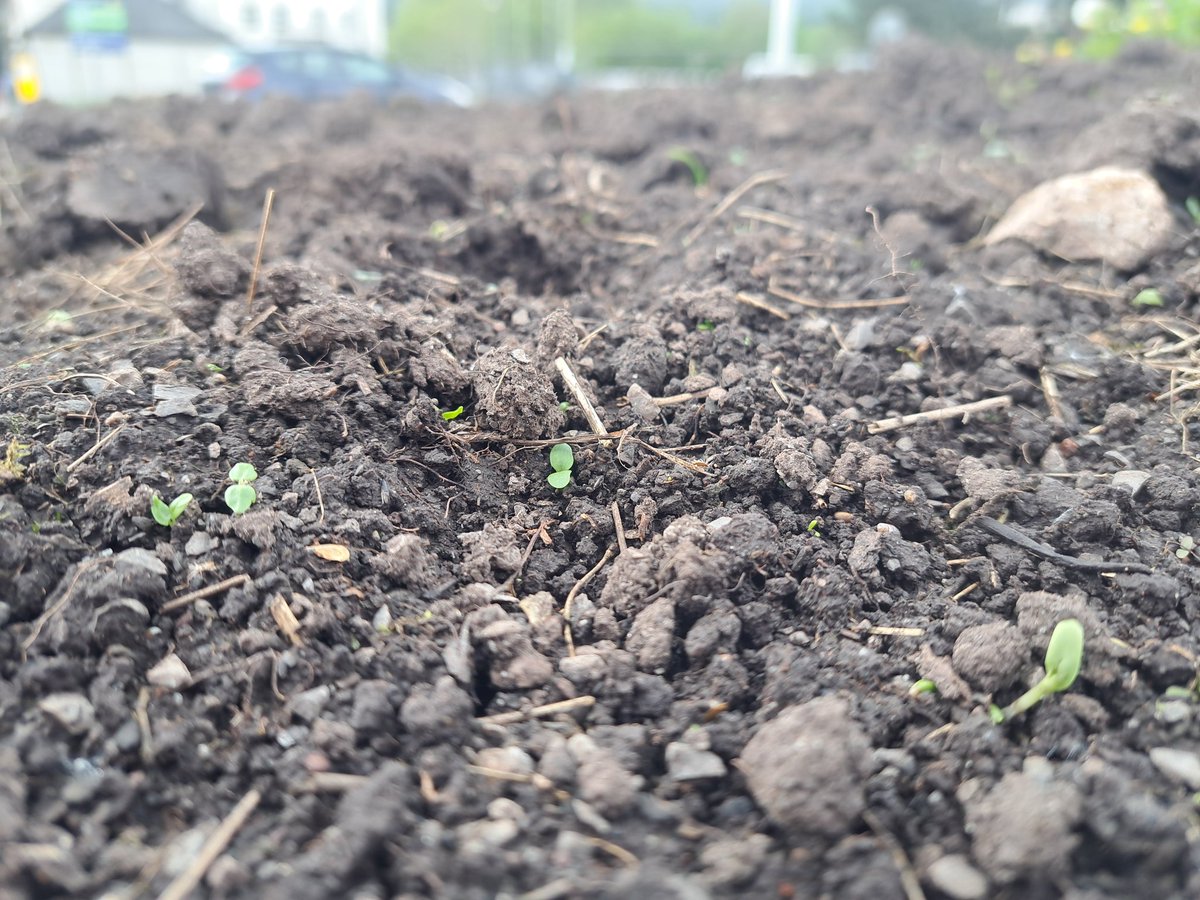 Wildflower seedlings starting to germinate after 8 days in the ground. They are going to look amazing in a few months. 🌻