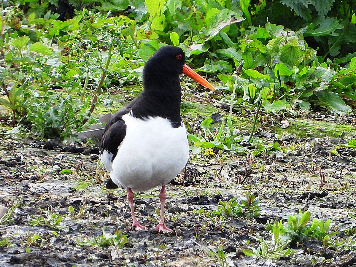 Hatton's Garden:

Last of the Oyster Catchers fro Rodley yesterday.