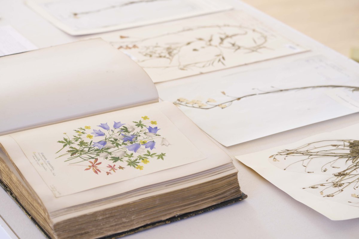 🌱Exciting opportunity: Plants on paper RBGE welcomes applicants to join us for a week-long residency focusing on curatorial practice and the decolonisation of collections of scientific prints and drawings ❗Deadline to apply is 15 May: rbge.org.uk/science-and-co… @TheBotanics