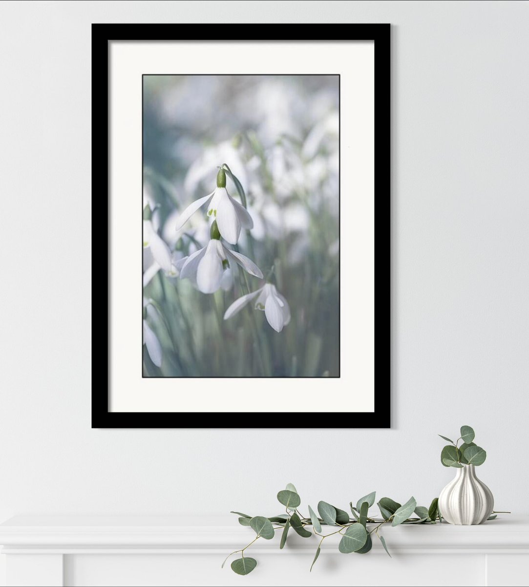 Snowdrop Flowers #wallart and more.. HERE: 5-tanya-smith.pixels.com/featured/snowd… #flowers #PhotographyIsArt #snowdrops #ethereal #dreamy #BuyIntoArt #FillThatEmptyWall #giftidea #homedecor #interiordecor