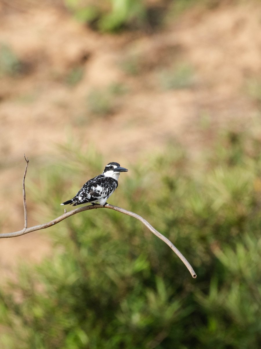 Pied Kingfisher (ceryle rudis)
Kanha MP India 
May 2024
#contact_for_safaris #big5safarisz 
#little_brown_job 
#Walk_with_Me
#planetearth #TheMysteriousWorld  #hiddenindia 
#greenplanet 
#wildasia 
#Follow_Me
#naturelover 
#roadtrips
#ourplanetearth 
#tribals 
#adventure_lovers