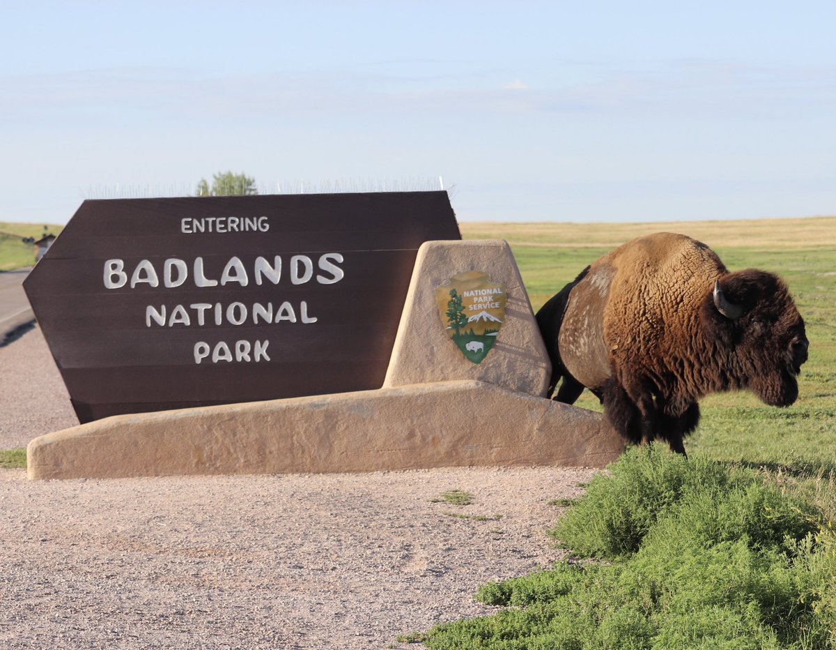 A1: We’ve Had Fun and Unique Wildlife Encounters On Visits to the Land of South Dakota.👍 During #RoadTrips In the Badlands, Custer State Park and Wind Cave National Park We’ve Encountered the Only Traffic Jams I Like - Bison!😀🦬 #TTOT #SouthDakota