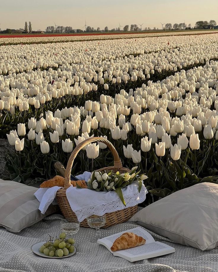 White Tulips field