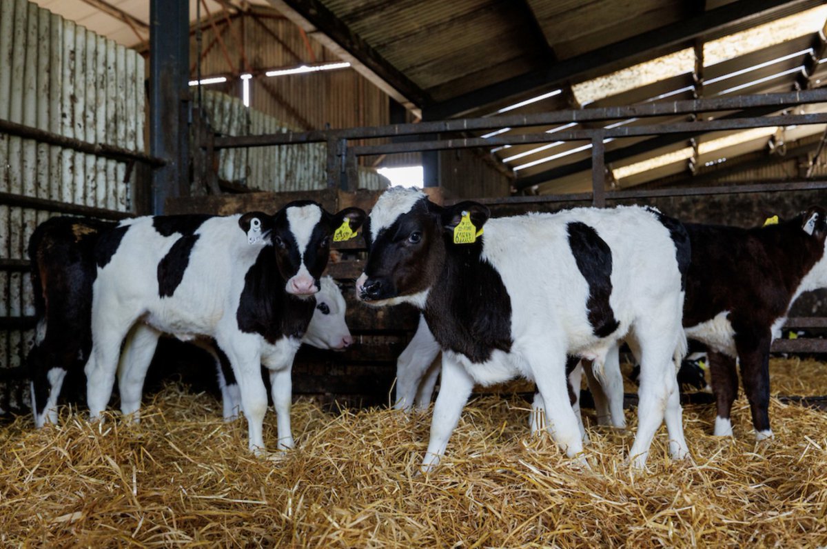 🐄Join us for the Breeding a Better Calf for 2025 webinar on Wednesday, 8th May with Tirlán's Veterinary Advisor, Joris Somers and Tirlán's Twenty/20 Beef Club Programme Manager, Ross Brady. 🔗 Check out more information here: bit.ly/3QvdIv4