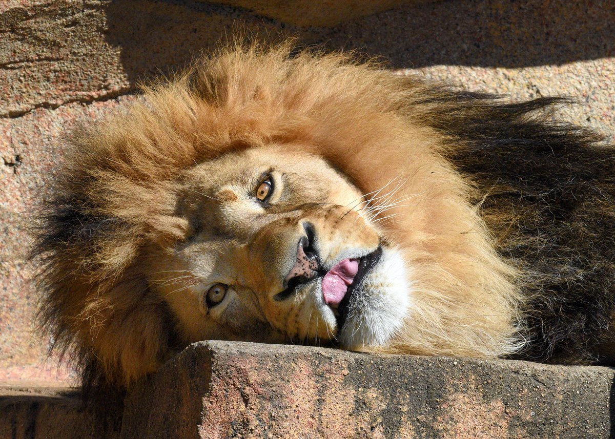 We’ve got a tongue blep from Brutus for #TongueOutTuesday! 👅 #DYK lions have fewer flavor receptors on their tongues compared to humans? We have an average of 10,000 taste receptors, which is 20 times stronger than that of a lion!