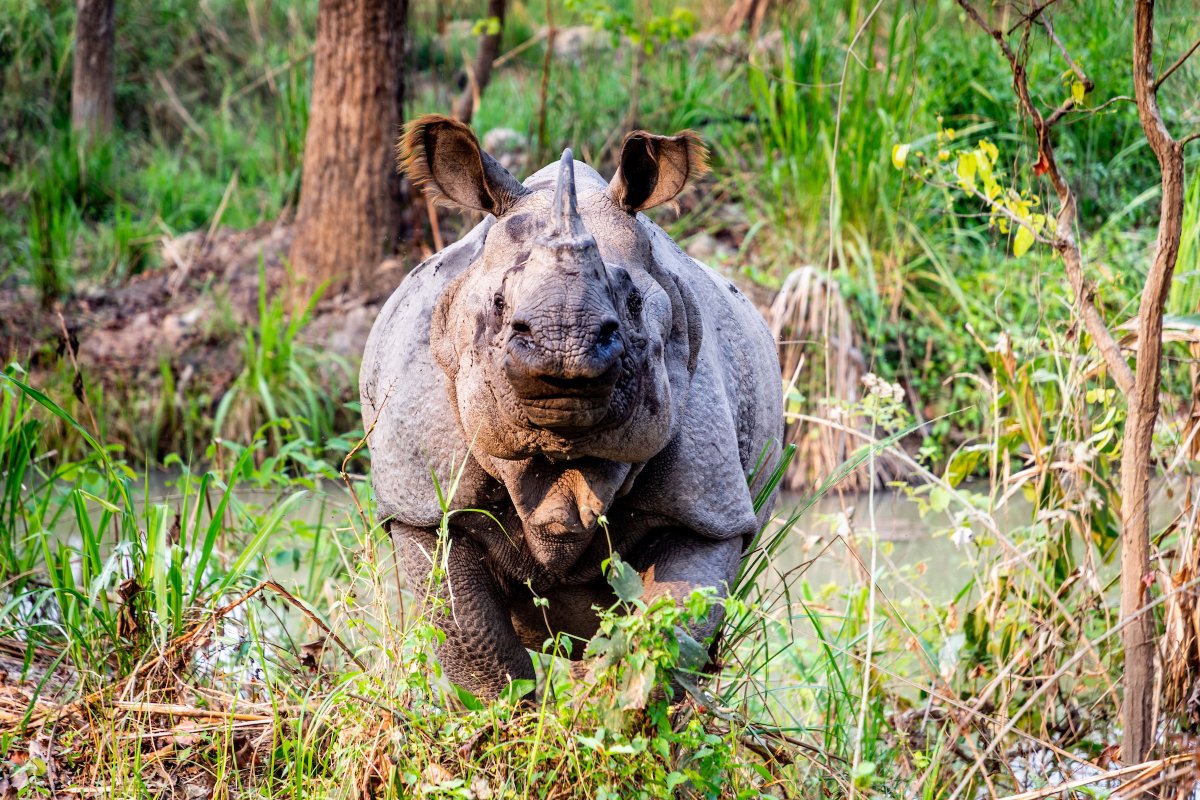 Did you know there are rhinos in Nepal? #GreaterOneHornedRhinos are characterized by their single horn & armor-like skin folds. Their 2nd highest wild population lives in #ChitwanNationalPark, where @aaranyak works to ensure a new era of well-being for this unique rhino⭐