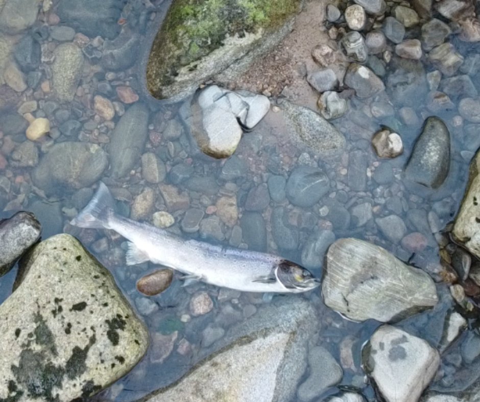 We should all be alarmed (but perhaps not surprised!) by a report from the @EnvAgency that evidences salmon on the river's Itchen and Test are suffocating in a sea of sewage. Read on to find out why 👇