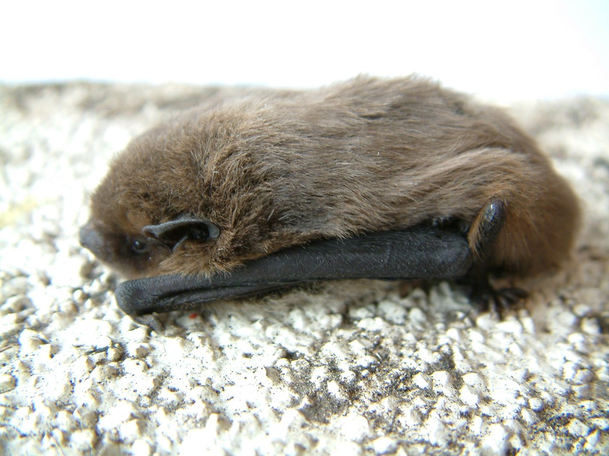 Standing up for bats! 🦇 Last month, #NatureChampion for the Nathusius' Pipistrelle, @KeithBrownSNP, asked @scotgov what action it is taking to support bat conservation in Scotland. Read the response 👇 parliament.scot/chamber-and-co… 📸 @_BCT_