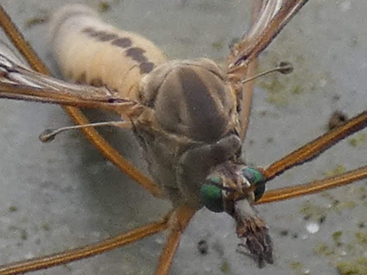 Cranefly (Tipula vernalis) close up from Wyver Lane hide @CliveAshton5 @chriscx5001 @Mightychub @Willowglass12