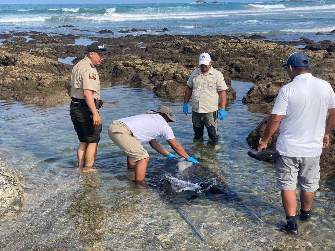 MAATE_Zonal5's tweet photo. PUNTA CARNERO | Gracias al reporte del @ECU911_, #NuestrosGuardaparques de la Reserva de Producción Faunística Puntilla de #SantaElena junto a la UPMA @PoliciaEcuador, atienden el varamiento de un delfín. El espécimen se encuentra recibiendo atención médica. https://t.co/WgLRO599CS