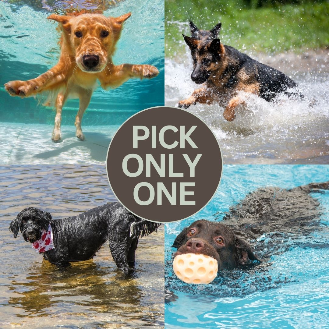 Dive into the options below and let us know why you chose the way you did! 🏊‍♂️🐾 Golden Retriever 🐕 German Shepherd 🐶 Labrador 🐕‍🦺 Portuguese Water Dog 🐩 Let the splash of your choice make a wave! 🌊🐾 #WaterWoofers #AquaticCompanions #DoggiePaddlePals #CanineChoices