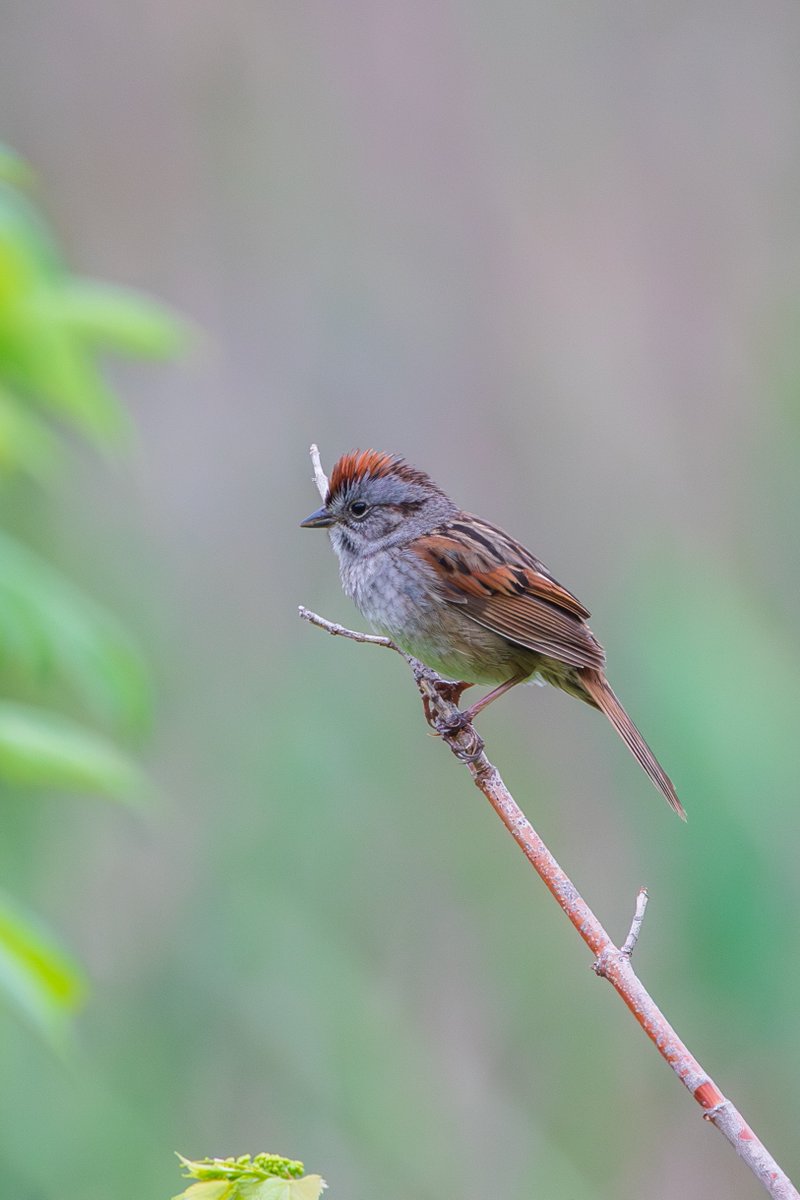 Lifer Swamp Sparrow this morning at Wingfield Pines