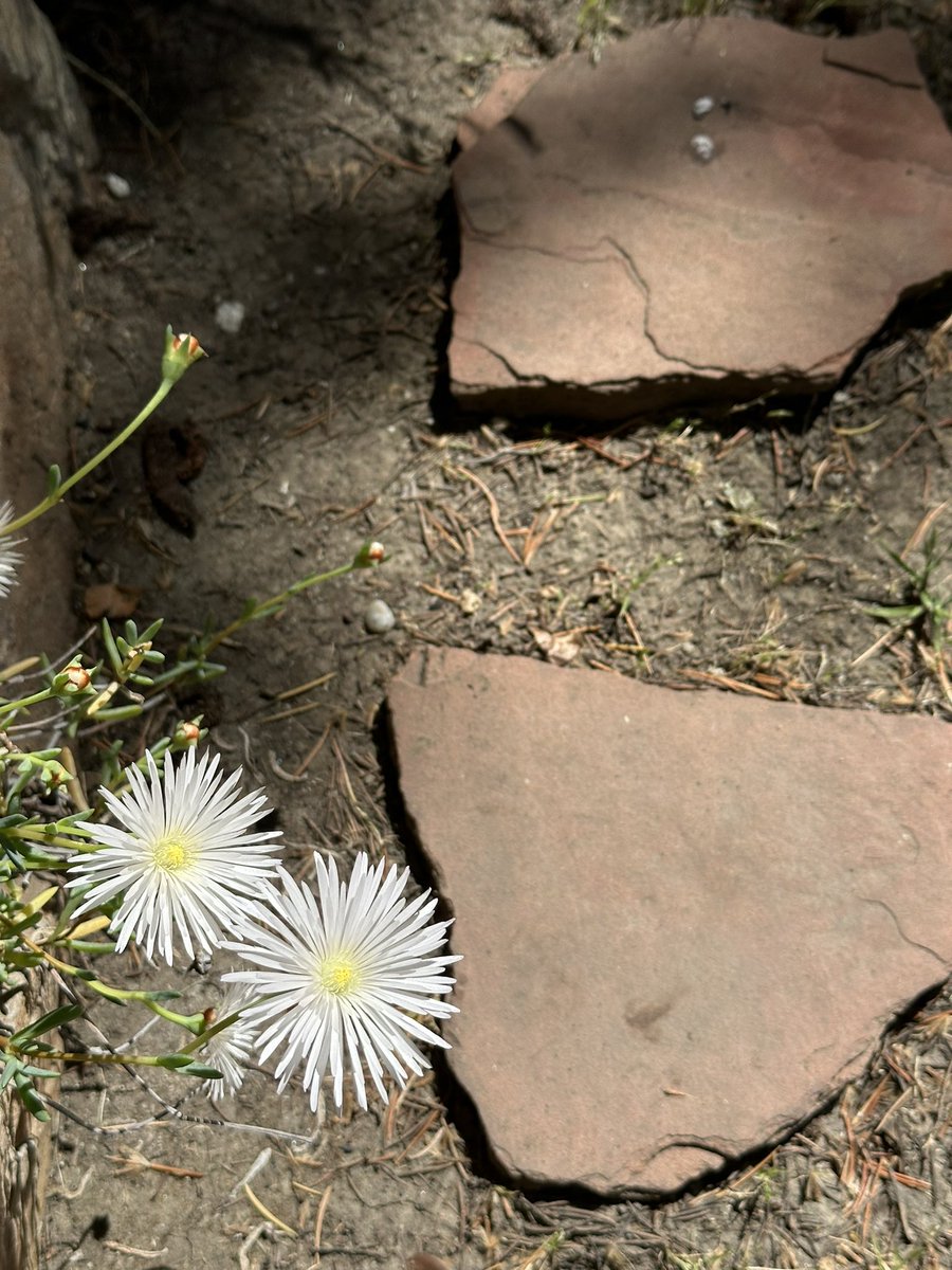 One step at a time…

#flowers,#meditation,#selfhealing, #PositiveVibes,#visualPoem, #storytelling, #masa3film

masa3film.com 
youtube.com/@masa3film220Aw