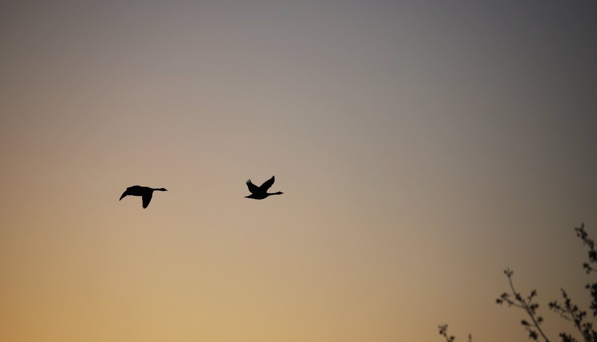 Canada Geese and sunrise taken on May 2, 2024 #naturephotography #photography #canadageese #birds #spring #ygk