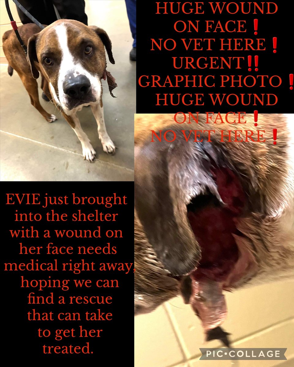 URGENT‼️ 
GRAPHIC PHOTO❗️
HUGE WOUND ON FACE❗️
NO VET HERE❗️

Russel Cnty Phenix City AL

EVIE just brought into the shelter with a wound on her face needs medical right away.

NO VET HERE

#rescue #adopt  #dogs #deathrowdogs #alabama #injured #sick #pledge #share #deathrow #pups