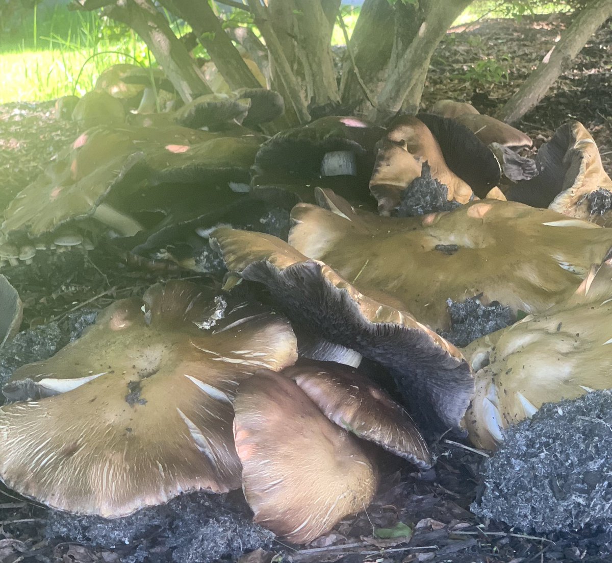 anushaadahal's tweet photo. No idea..which ones are these but they had made a whole bed. #mushrooms https://t.co/KH5PgTzVDX